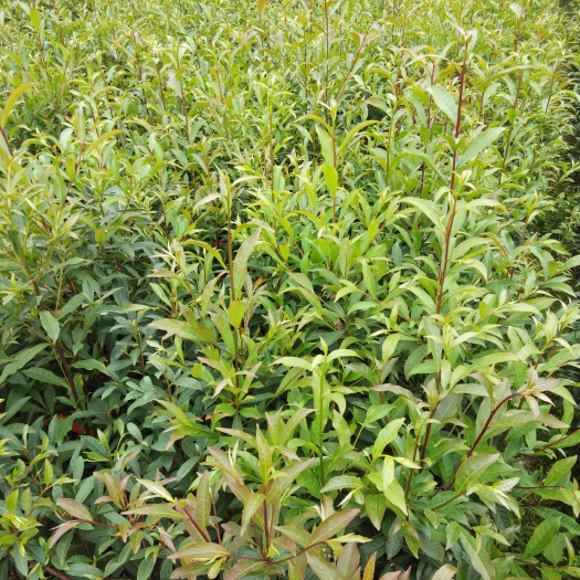 广州山杜英树苗30-60公分高
