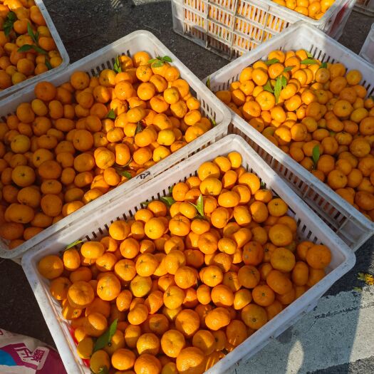 吉首市蜜桔 蜜橘南丰蜜橘大量上货，欢迎来电咨询