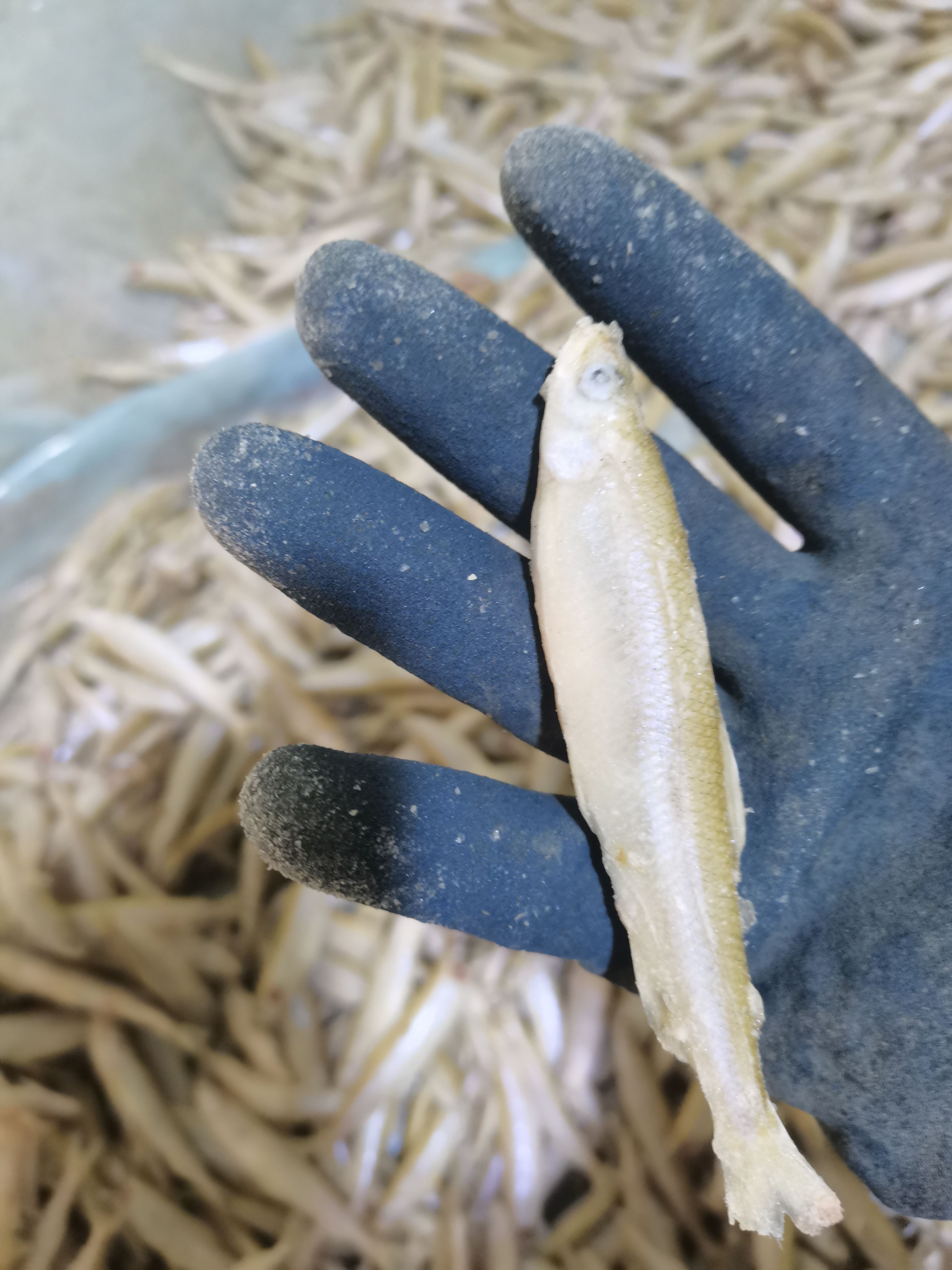 公鱼，8到13鲜鱼速冻单条