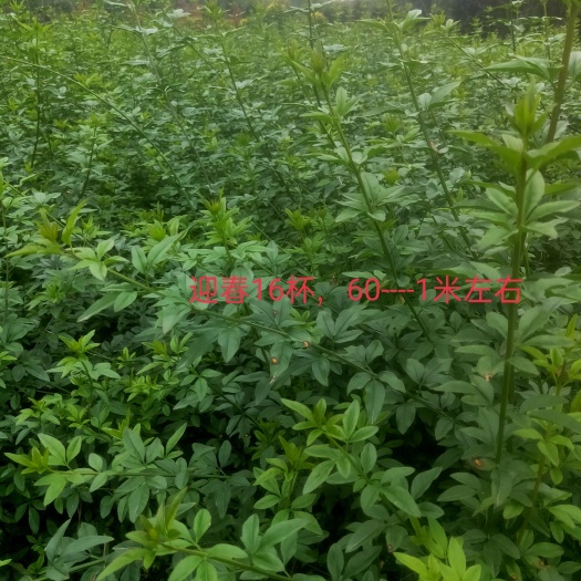 成都迎春花 16杯，价格美丽。