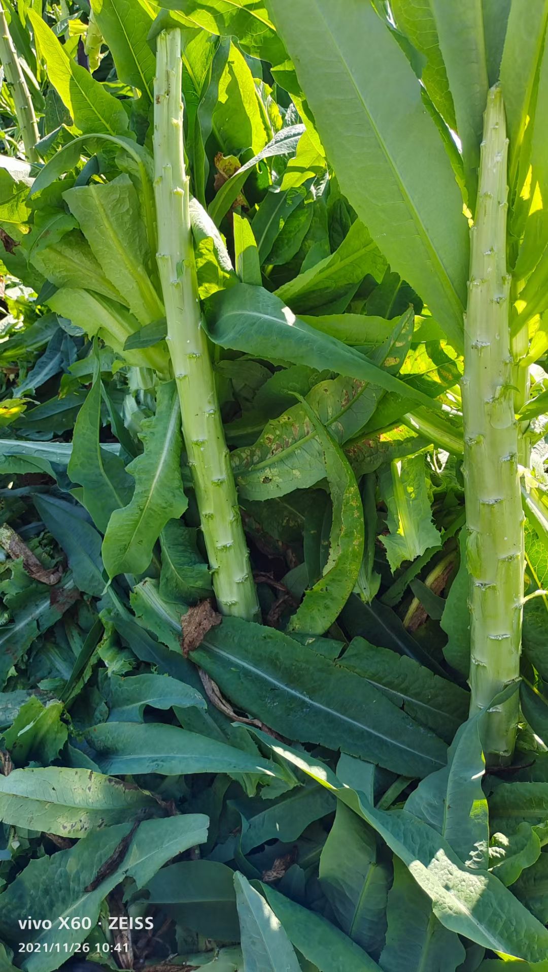 青尖叶莴笋 云南高原莴笋大理宾川一米青贡菜