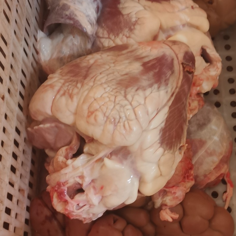 牛杂  牛心/国产鲁西育肥公牛牛心！！