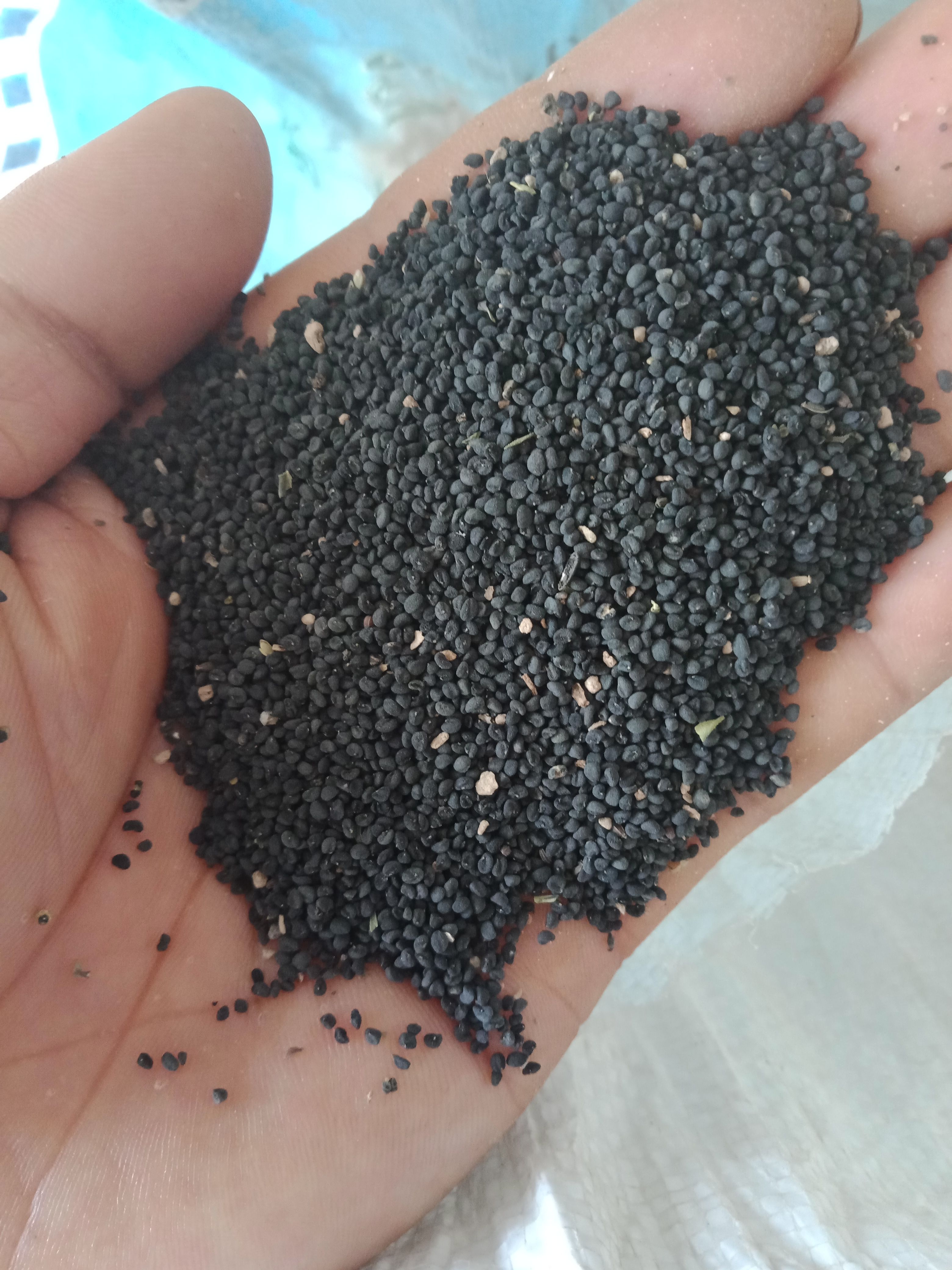  产地直发一手货源纯新精品黄芩种子