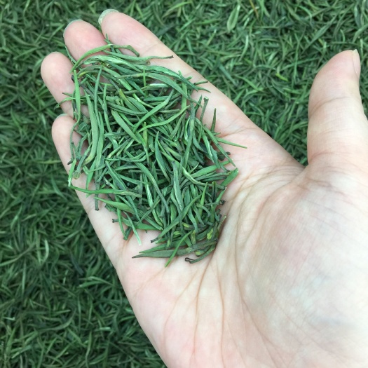 君山银针 今年明前新茶 500g包邮 茶农直销