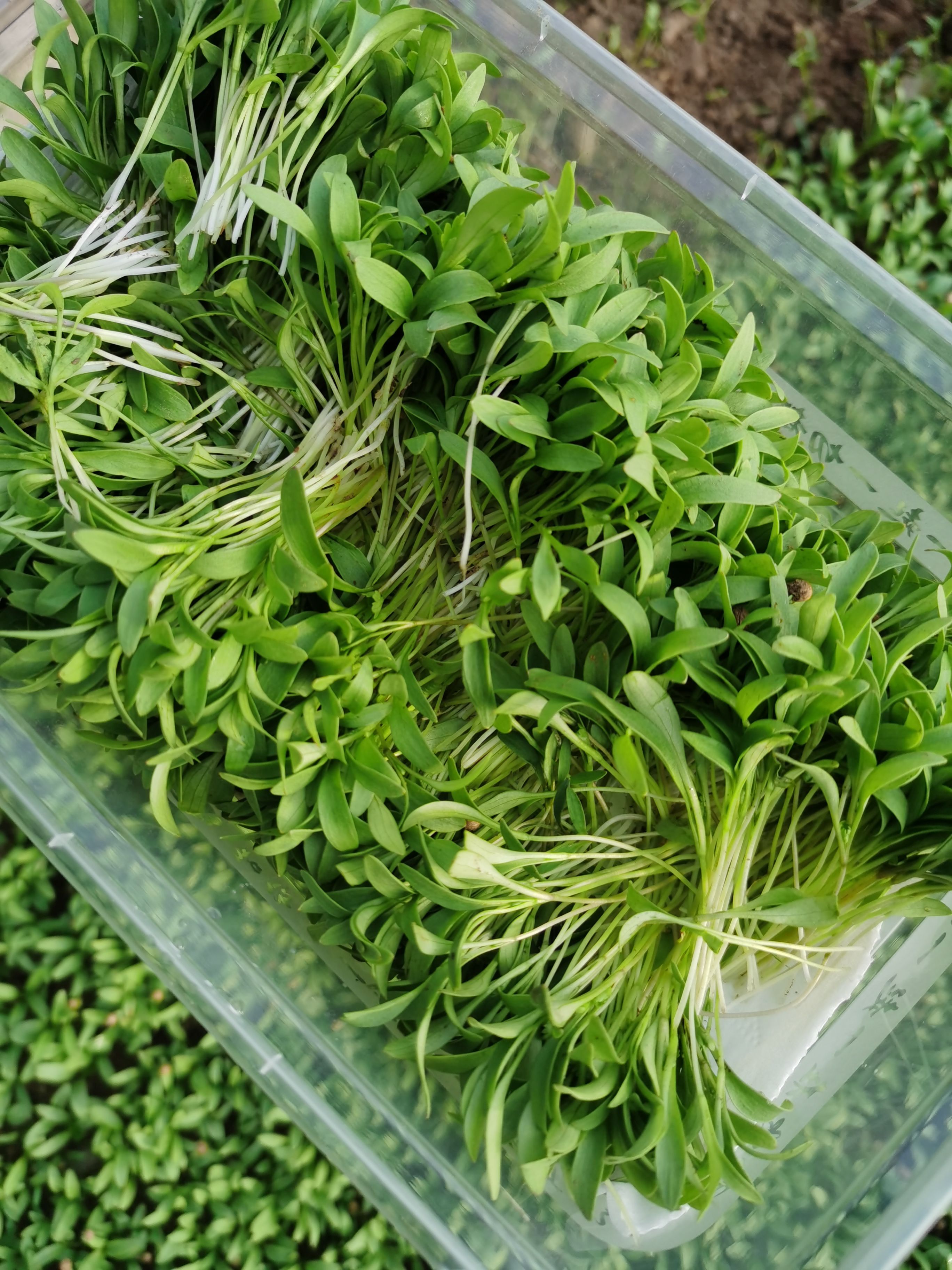  昊天种植合作社，香菜苗长年有货