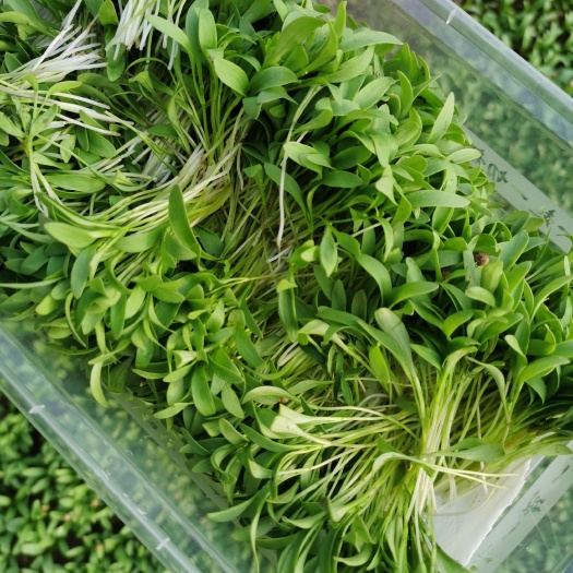 喀喇沁旗 昊天种植合作社，香菜苗长年有货