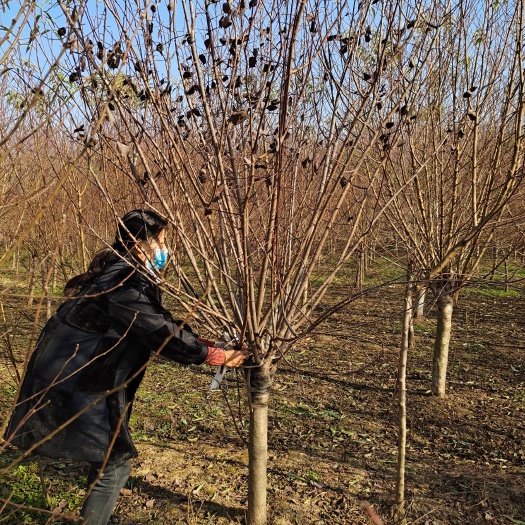 邳州市苗圃出售4/12公分精品美人梅，当天装车小区公园地产用苗