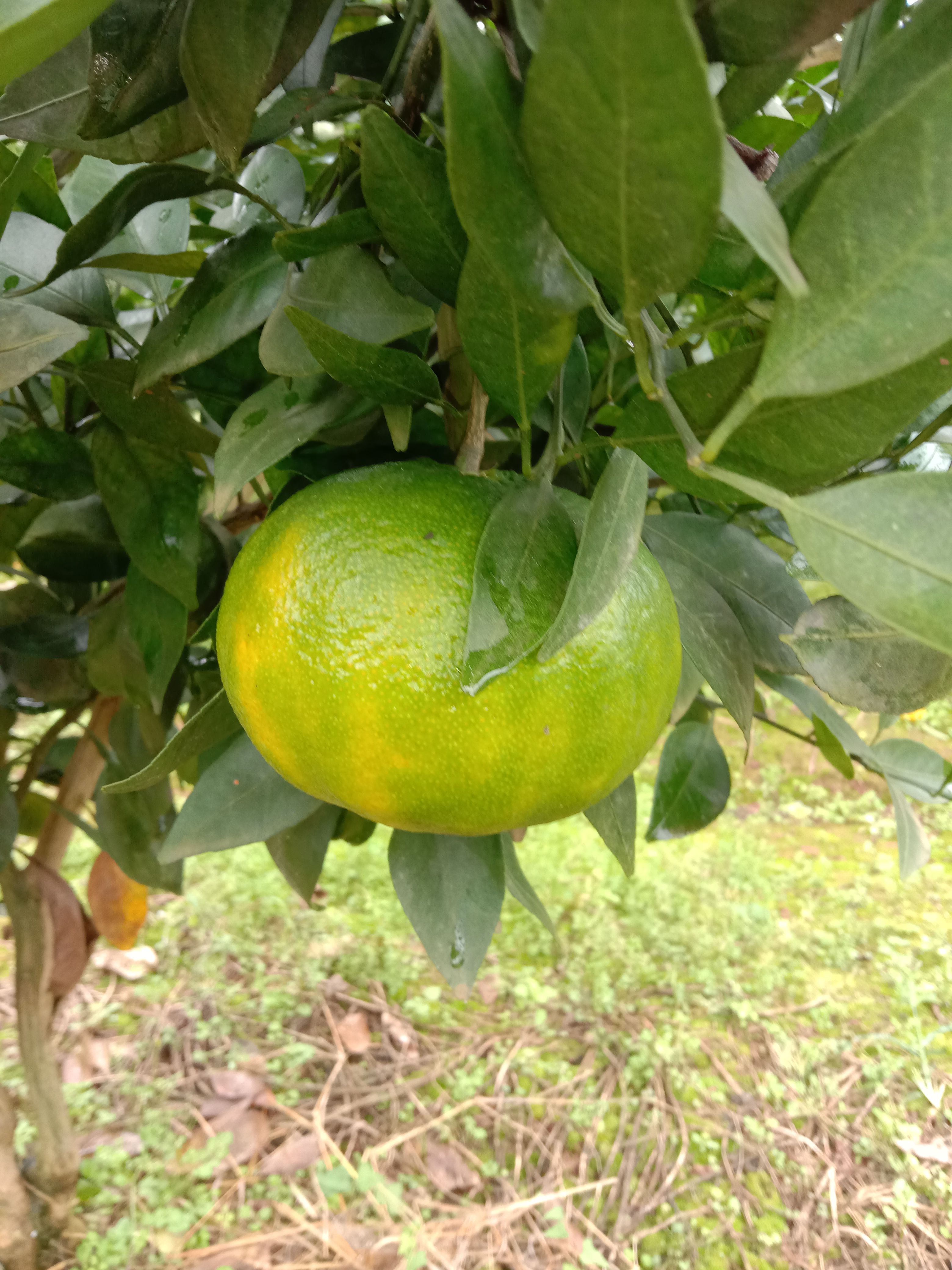 甘平枝条