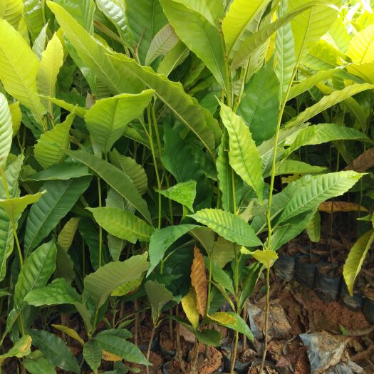 广州黎蒴树苗30-50公分