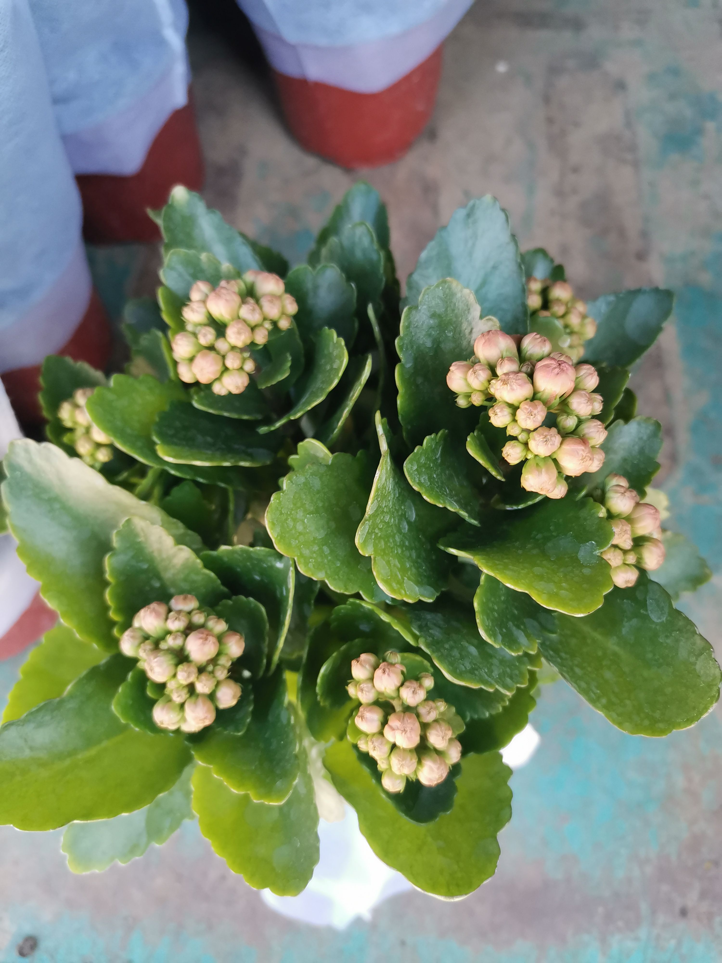 多色长寿花 长寿花盆栽 双色简易盆 优质盆栽 欢迎实地看货