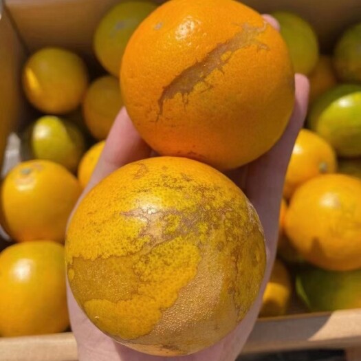 昆明云南褚橙花斑果冰糖橙10斤装纯甜多汁橙子 一件代发坏果包赔