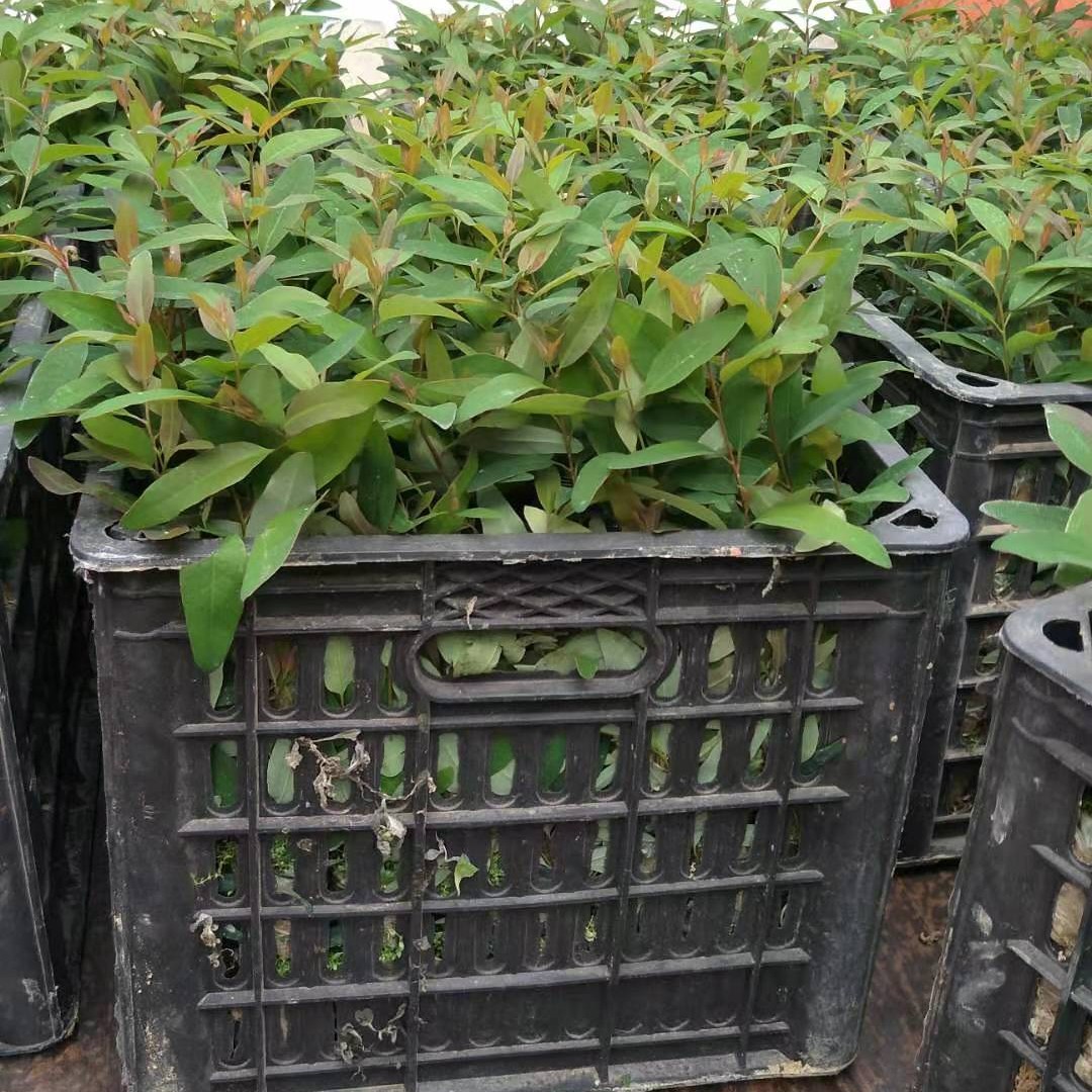 桉树苗，速生桉树苗，组培苗！26，29，k3