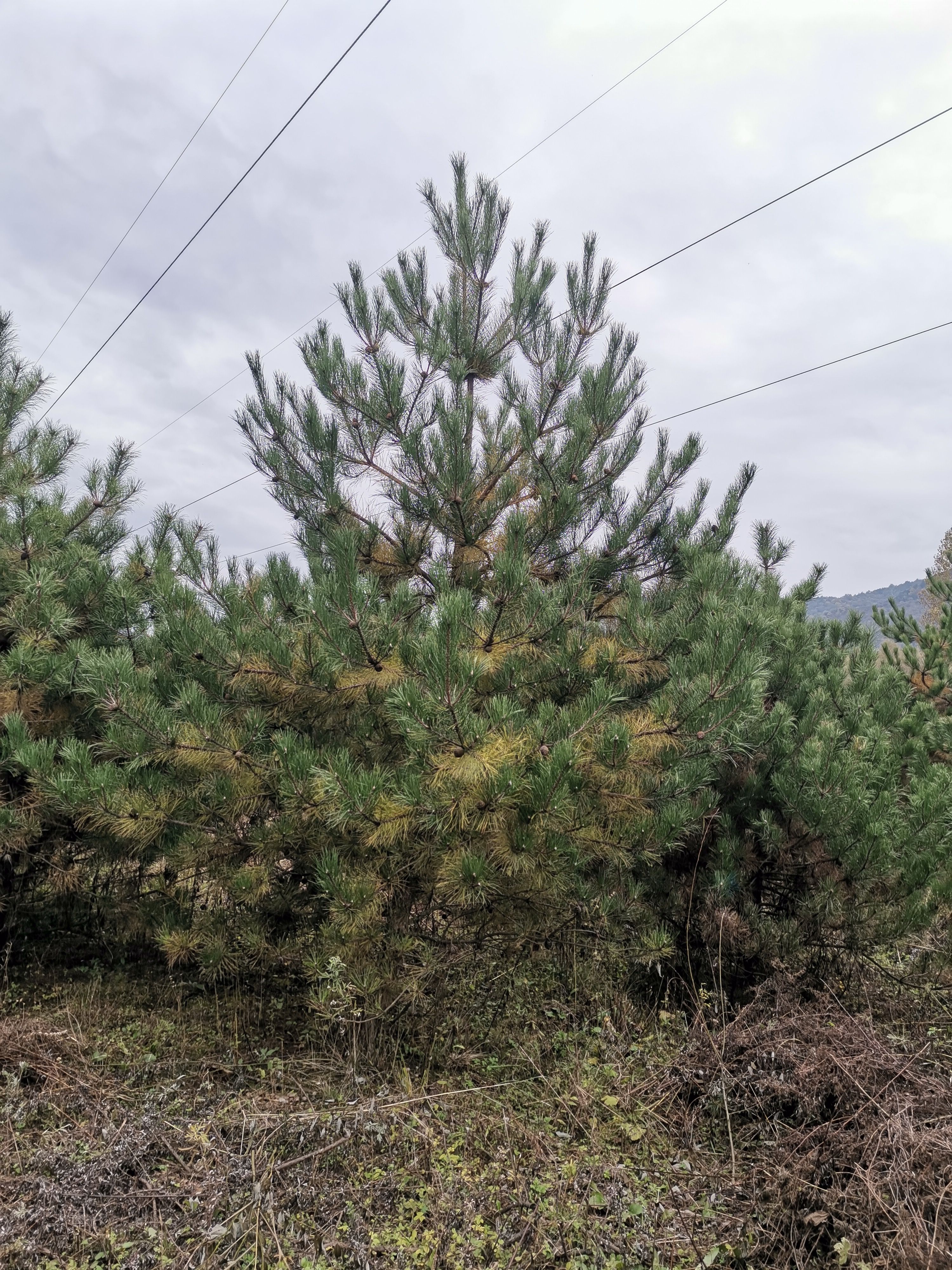  5米油松，批量货源在这里！