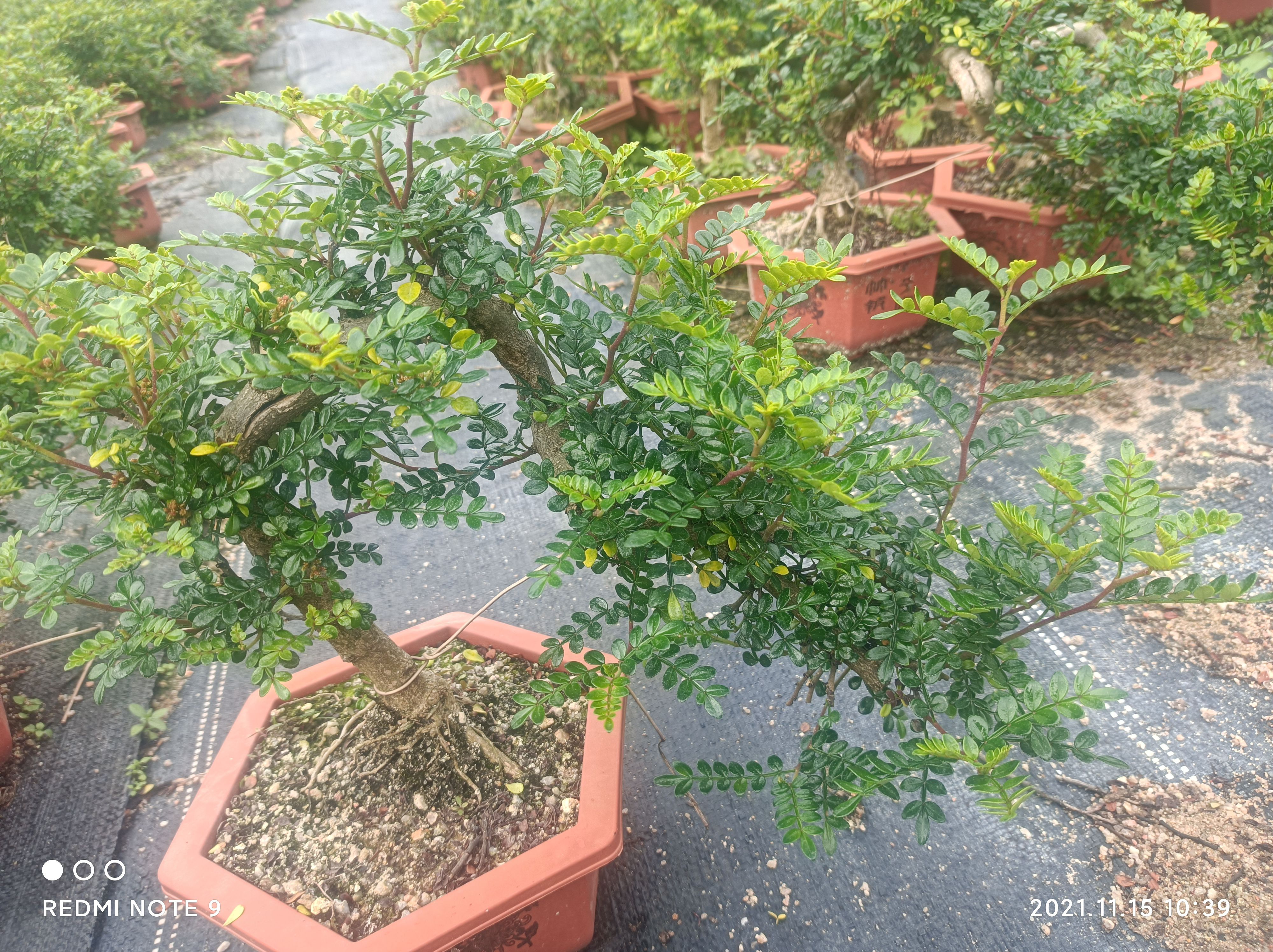 六月雪盆栽 赤楠盆栽六月雪胡椒木