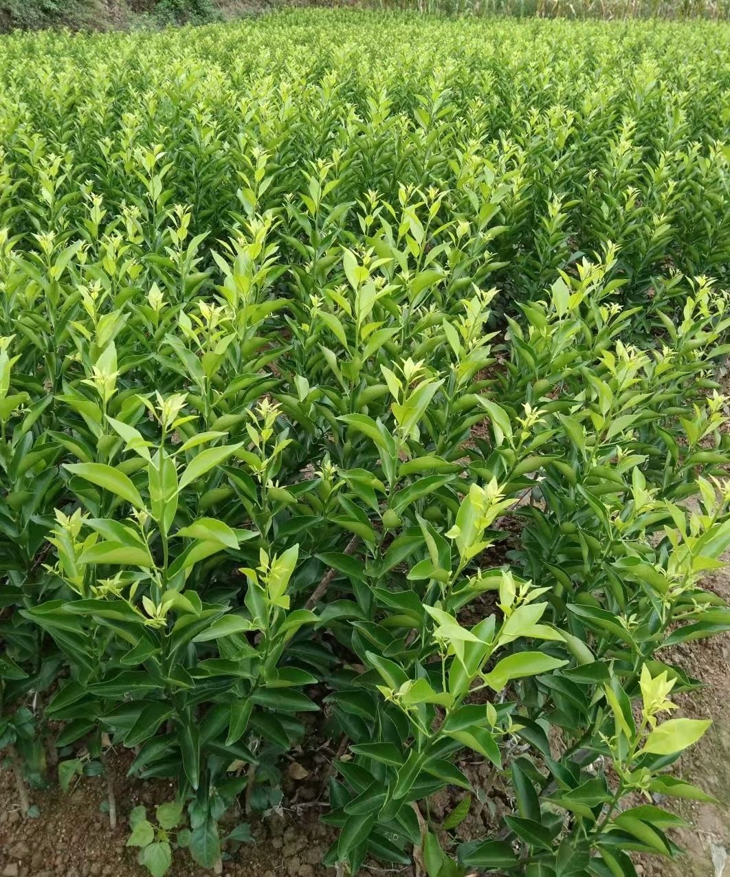 新会柑苗 茶枝柑 杯苗
