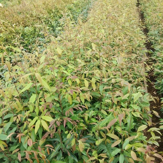 广州 红椎树苗30-60公分高