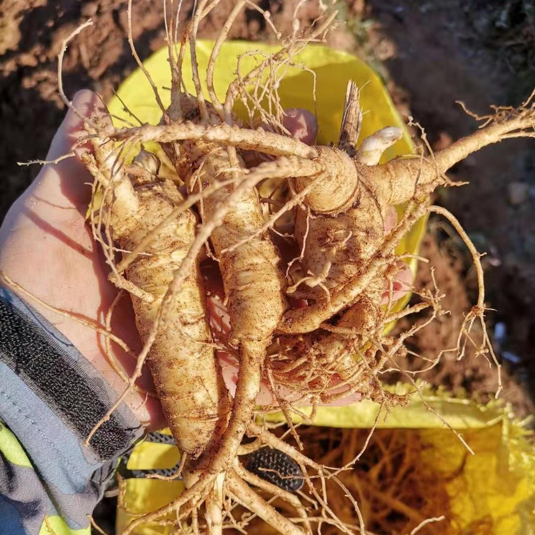 西洋参四年鲜货