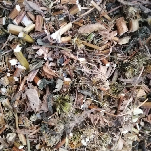 荥阳市白花鬼针草