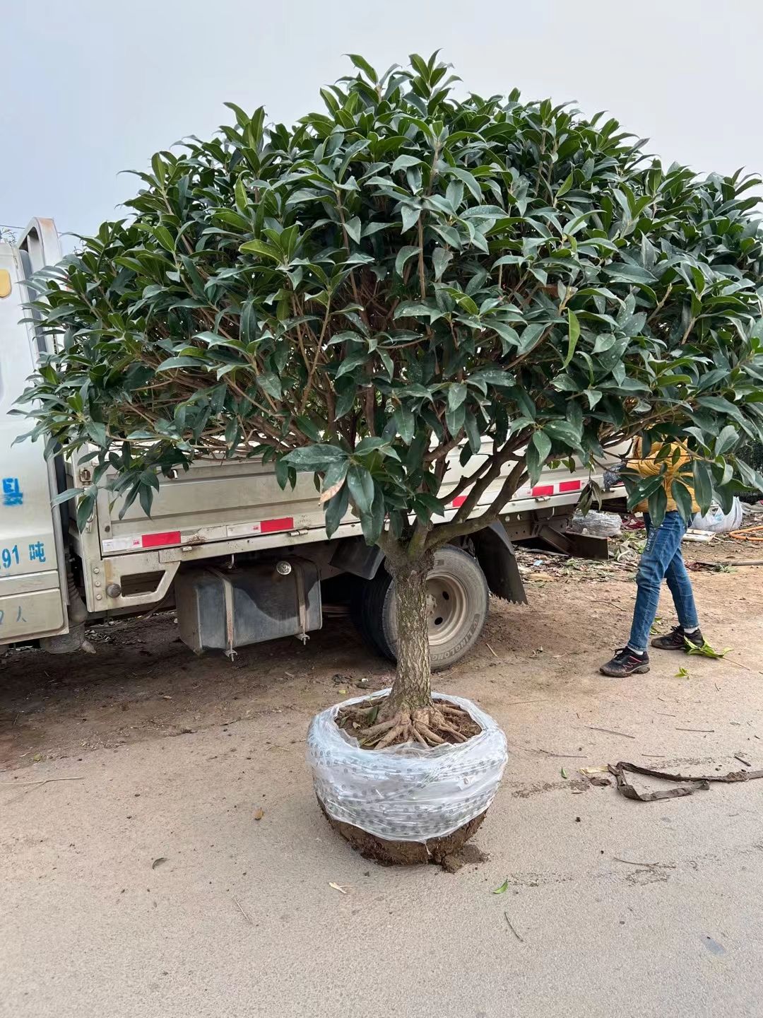 桂花樹苗盆栽四季桂沉香丹桂八月金桂濃香型庭院室內(nèi)植物盆景