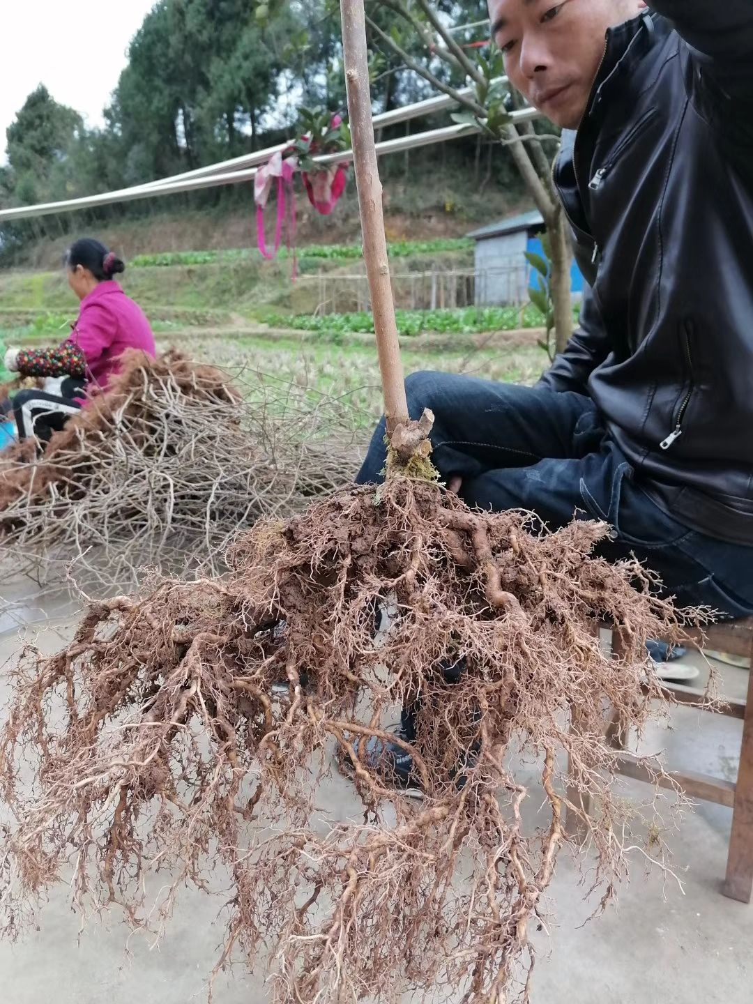 水杨桃砧木  水杨桃苗