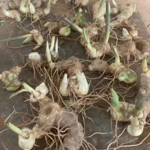 洪雅县黄精种苗  块茎，猫儿姜，产量高抗病 强