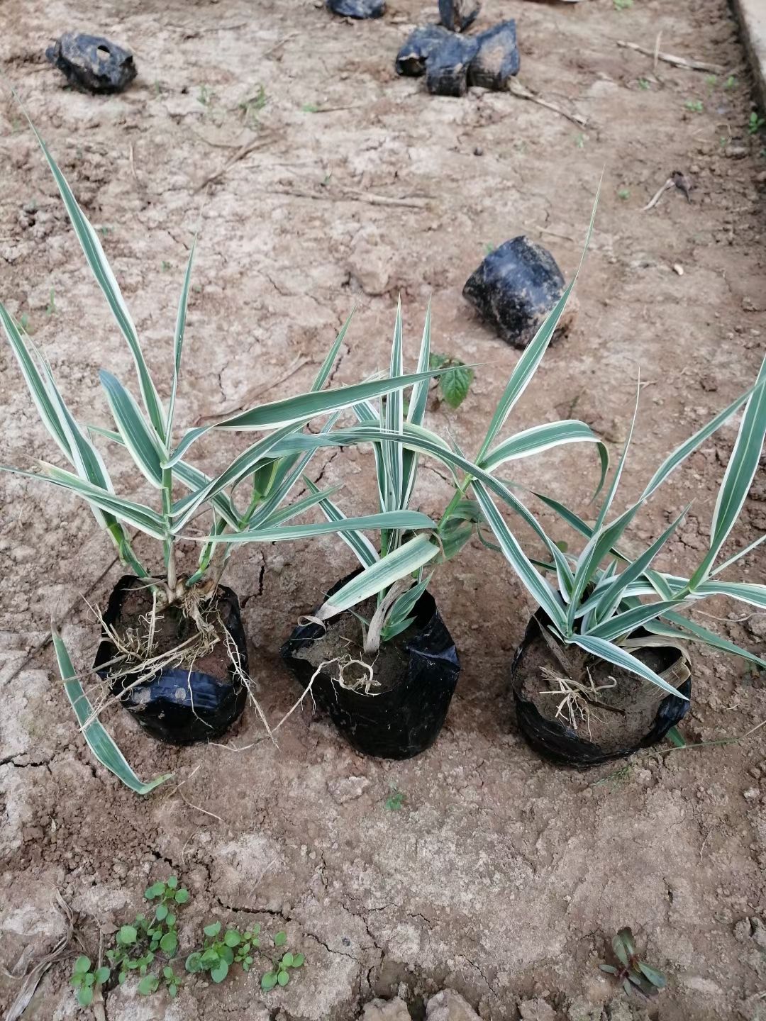  花叶芦竹杯苗