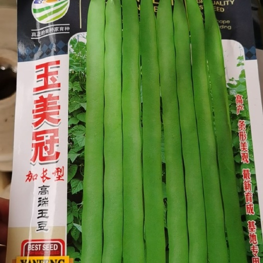 通海县四季豆种子 白花四季豆