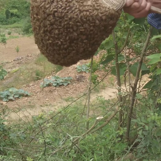 安康中华蜜蜂   大量出售蜜蜂，中蜂