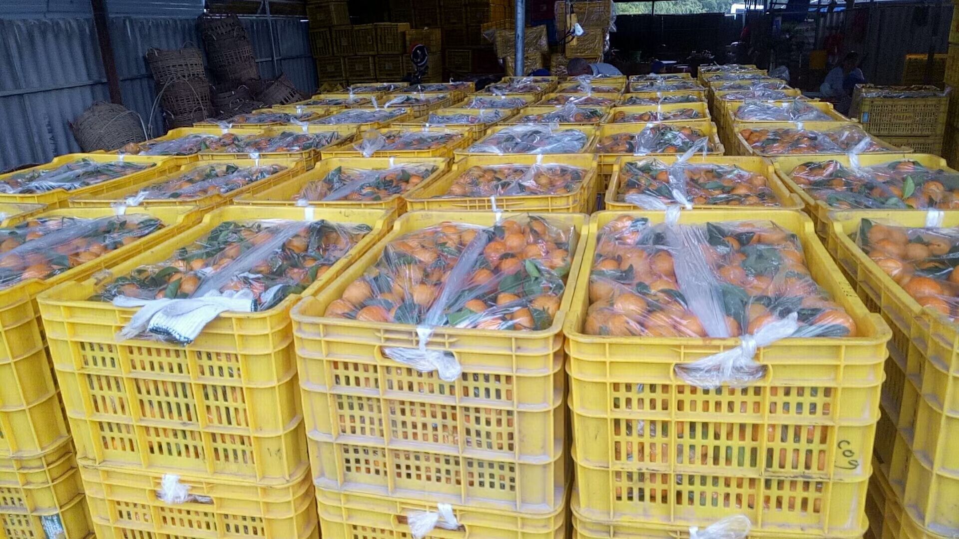 产地大量现场采摘  沙糖桔 零售广东省内顺丰包邮 有需要联系