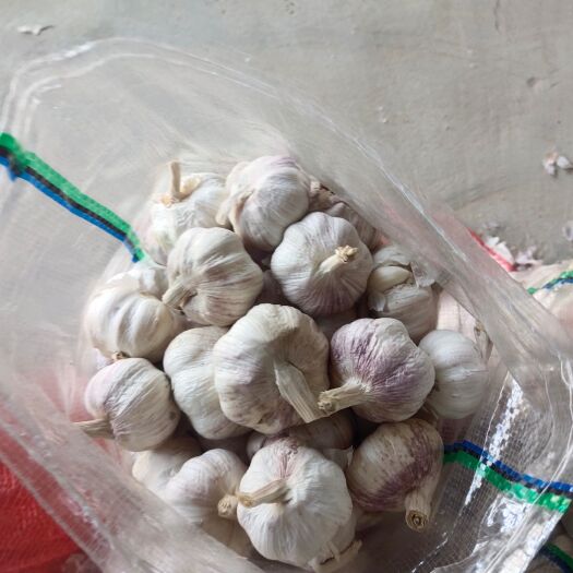 兰陵县 苍山精包装大蒜