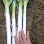 滕州市山东滕州刚葱铁杆大葱大量供应