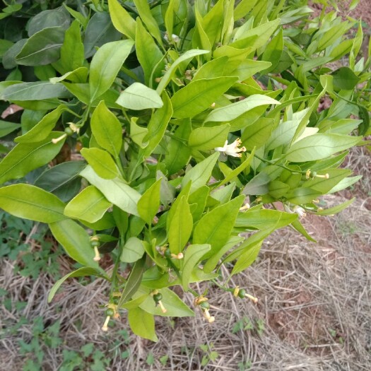 资阳柠檬苗 