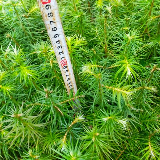 兴义市刺杉  杉树苗出售，有需要树苗的老板欢迎来电咨询。