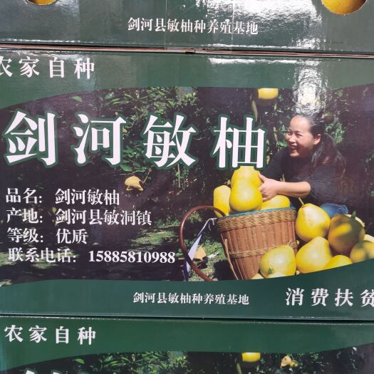 蜜柚  敏洞柚新品种    贵州剑河敏洞柚