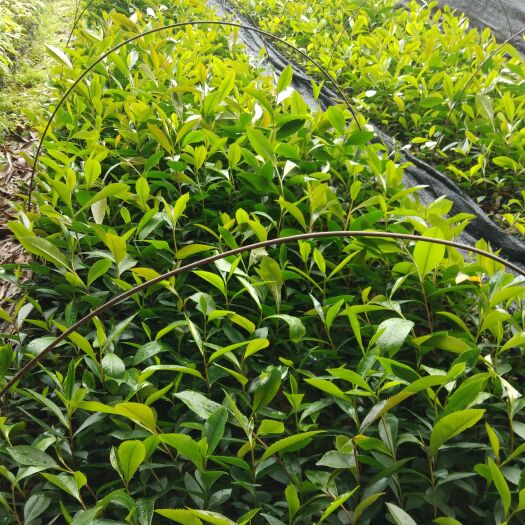 广州 大头茶树苗30-50公分高