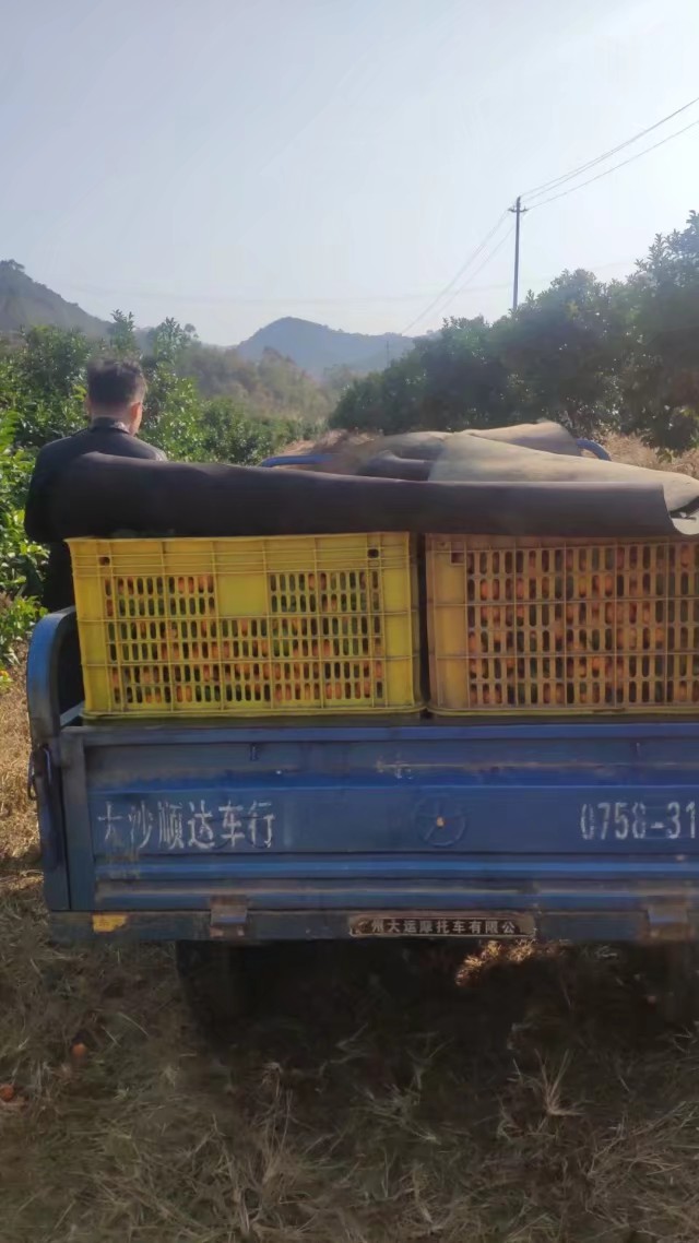 产地大量现场采摘  沙糖桔 零售广东省内顺丰包邮 有需要联系