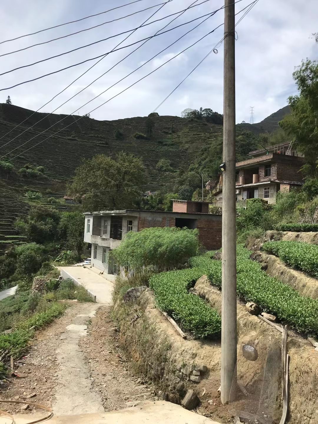 龙井茶  今年新茶 明前龙井500g包邮 茶农直销