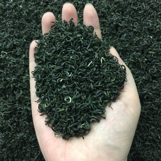 五莲县云雾茶 今年明前新茶 日照绿茶 高山云雾 500g包邮