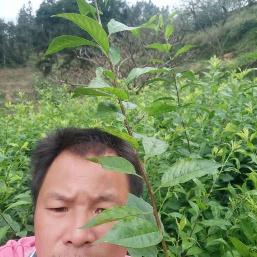 信宜市正宗钱排银妃三华李苗，包纯正，包结果，免费技术指导，甜脆可