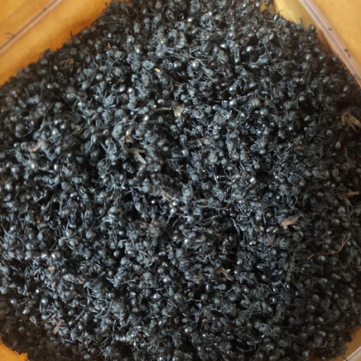 岑溪市黑蚂蚁干泡酒材料正宗拟黑多刺蚁中药材干净无杂