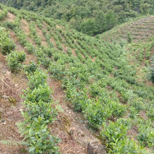 三都县新白茶  贵州高原白茶