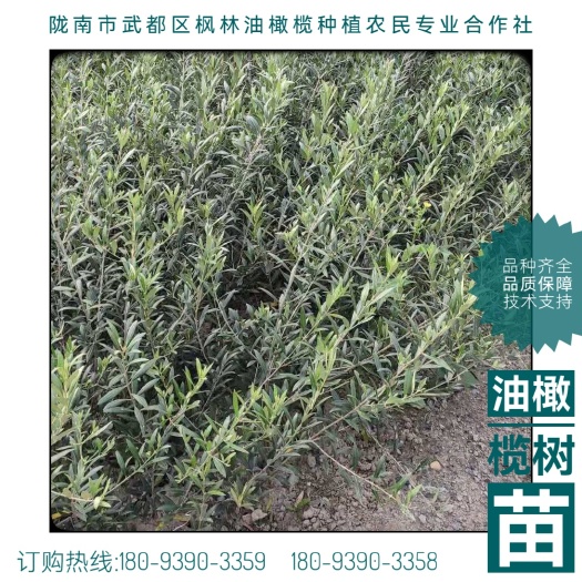 陇南油橄榄苗  油橄榄树苗