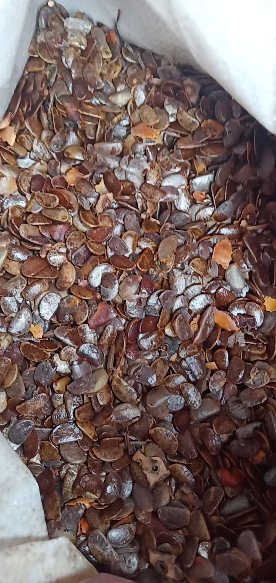 柿子种子 柿子中子种子