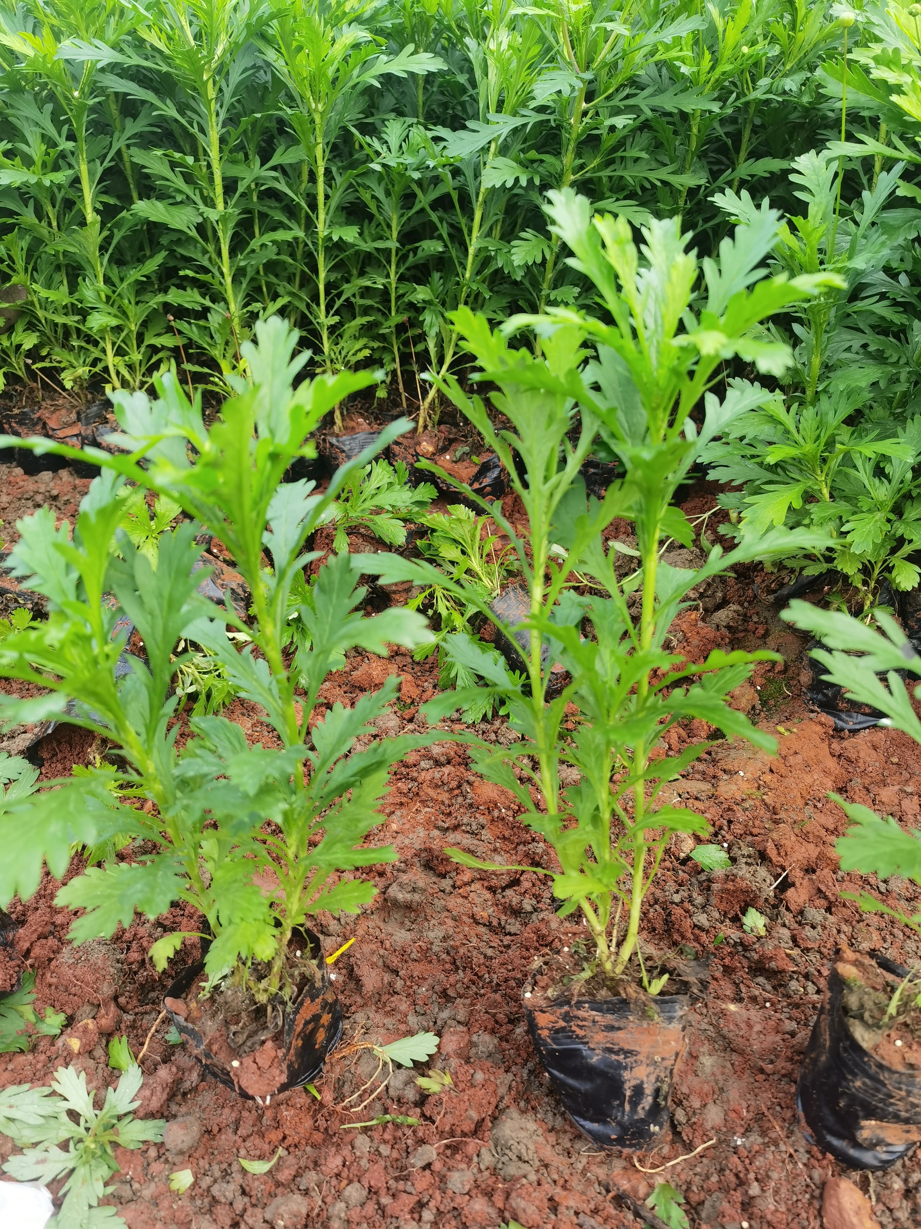 草花  木春菊，基地长年有货，量大从优，欢迎订购