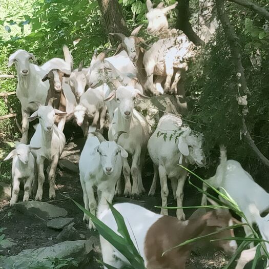 白河县 陕南山羊