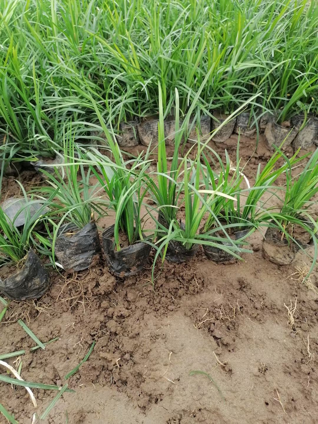 麦冬草 多芽麦冬，营养钵麦冬工程苗，细叶麦冬专业种植常年供应