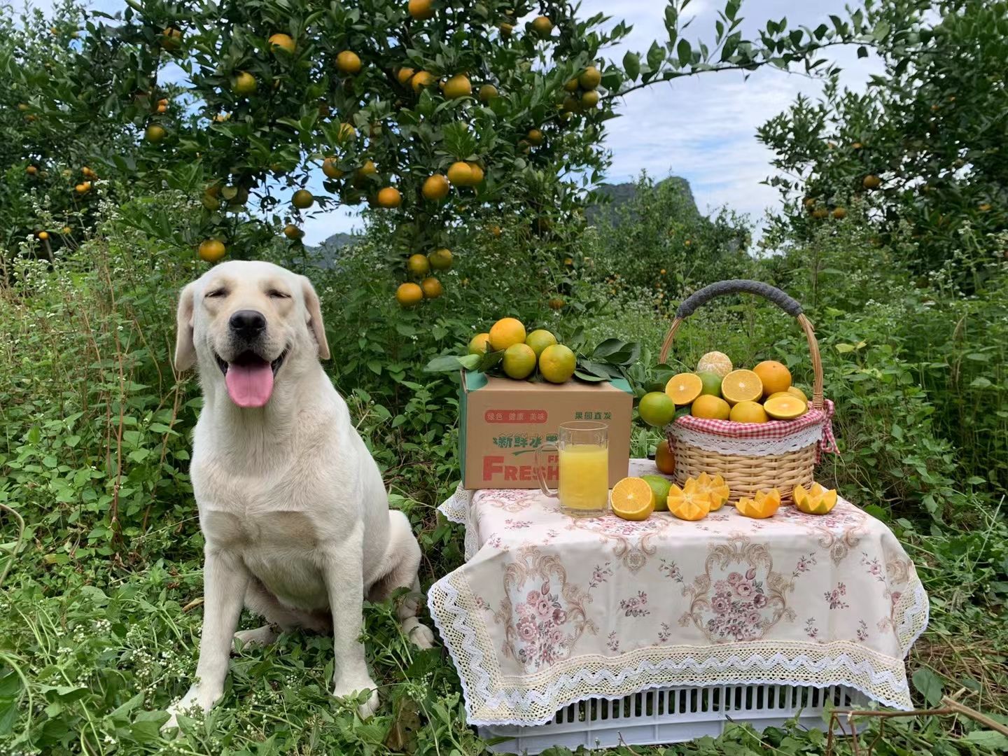 包邮~树上自然熟广西象州皇帝柑，皇帝柑橘