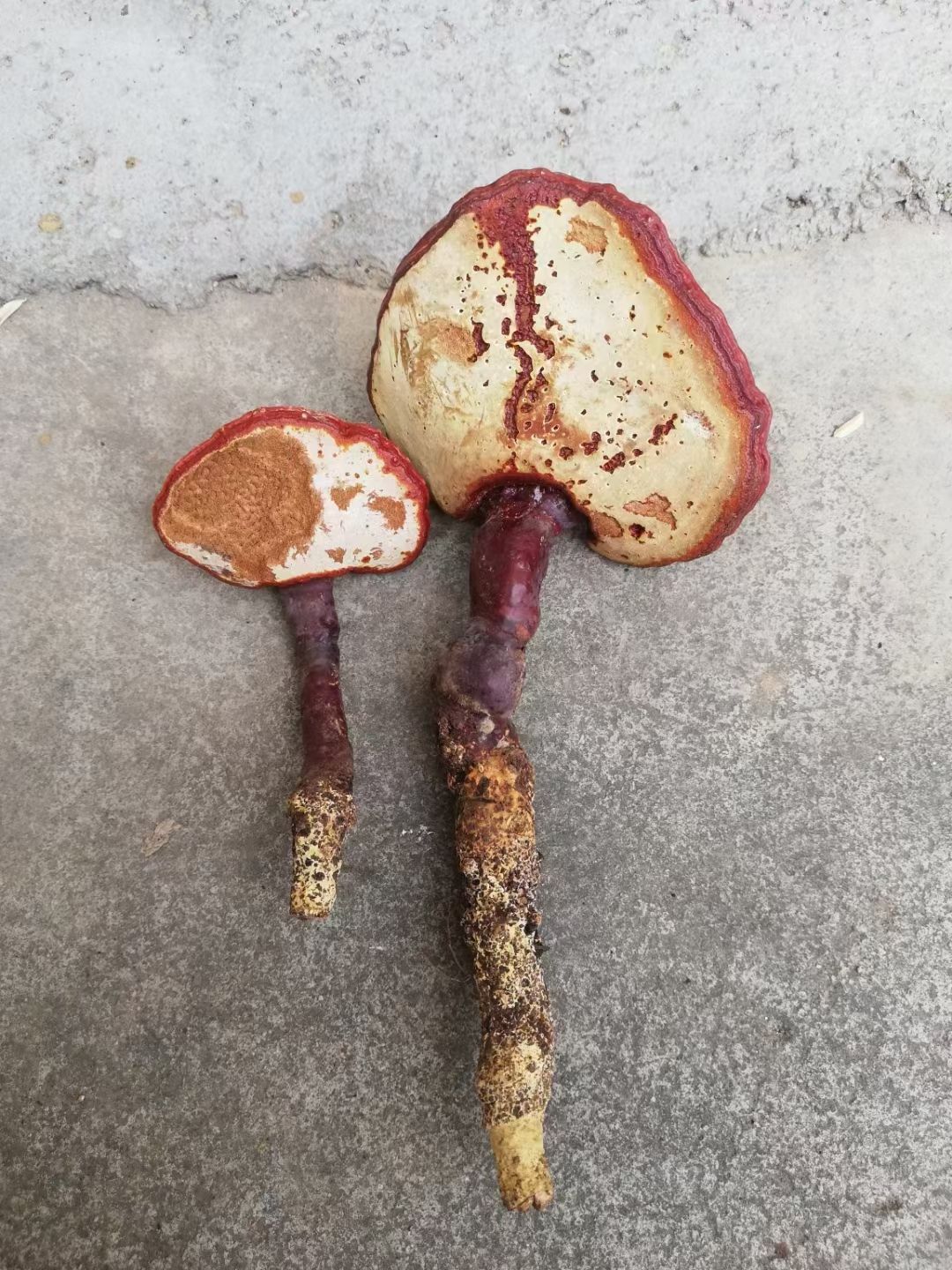  灵芝
