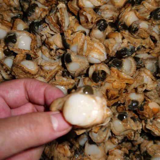 东港市虾夷扇贝 新鲜加工的港贝肉