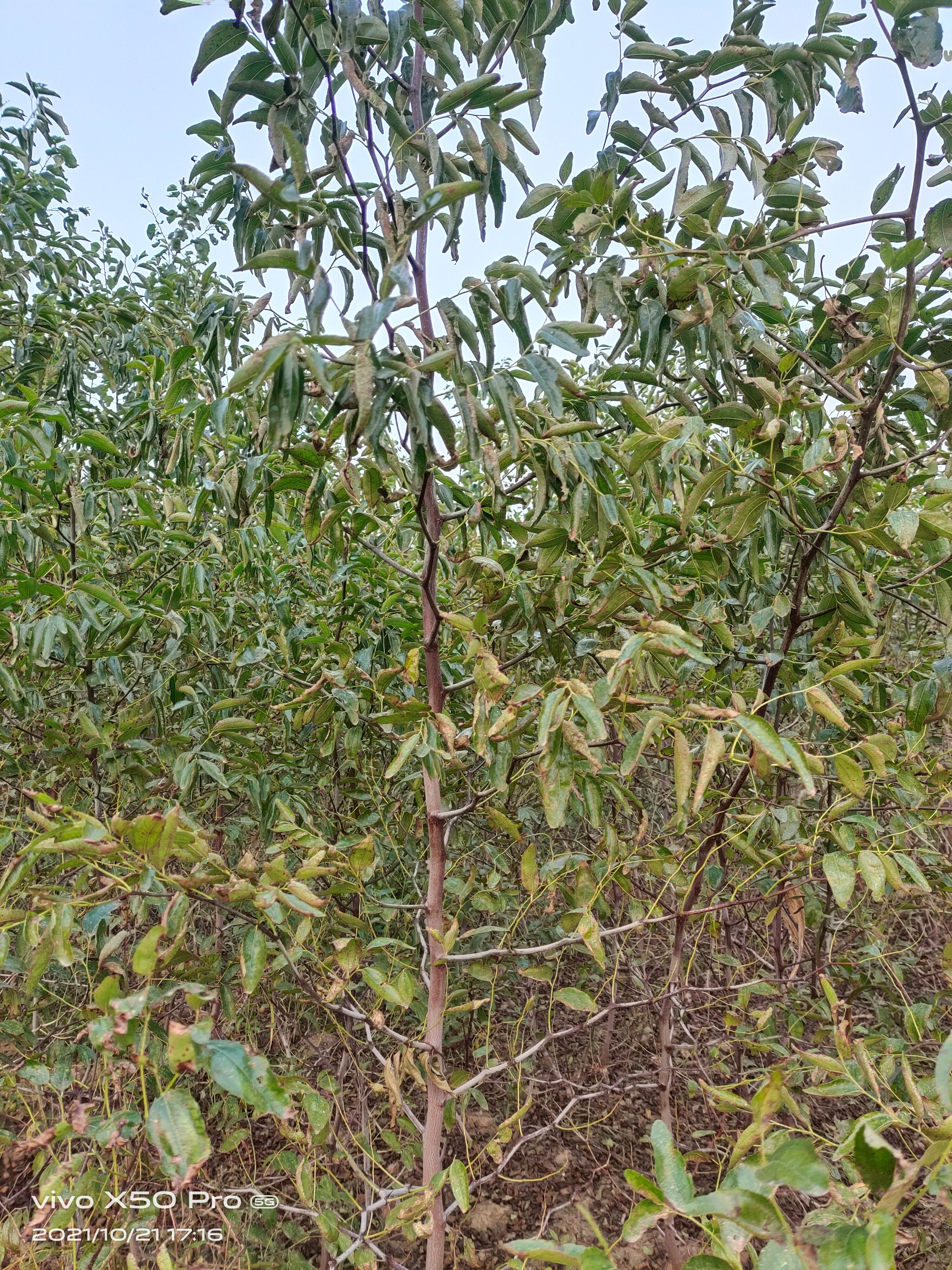 蟠枣苗  特优的枣树品种，潘枣苗与冬枣苗，跟系发达！基地现挖